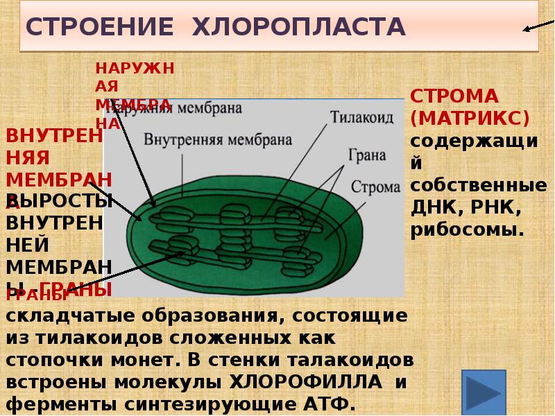 Фотографии органоидов клетки