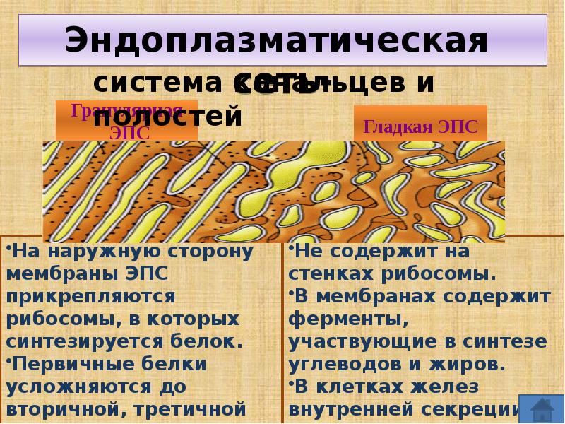 Шероховатая эпс синтез белков. Гладкая ЭПС. Гладкая эндоплазматическая сеть. Эндоплазматическая сеть и рибосомы.