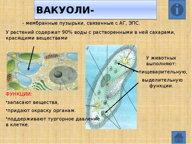 Наличие вакуолей животная клетка. Мембранные вакуоли. Вакуоль в раст клетке. Строение раст вакуоли. Тургорное давление вакуоли.