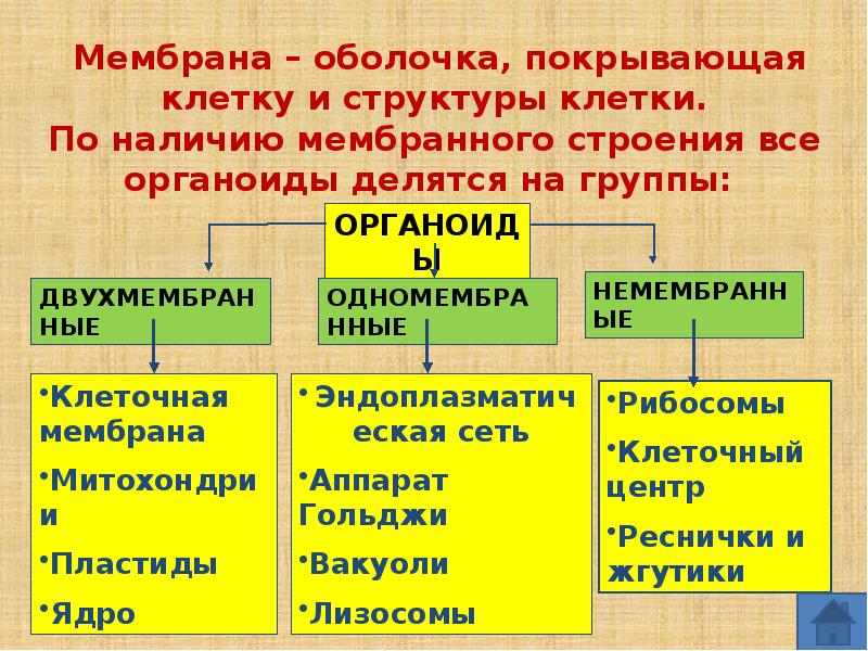 Органоиды мембранного строения клетки