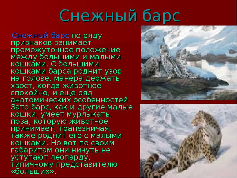 Книга снежный барс. Снежный Барс. Снежный Барс красная книга презентация. Снежный Барс фото. Снежный Барс среда обитания.