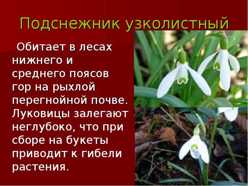 В красную книгу занесены адыгеи. Подснежник узколистный красная книга. Растения красной книги КБР. Растения Адыгеи занесенные в красную книгу. Растения из красной книги Адыгеи.