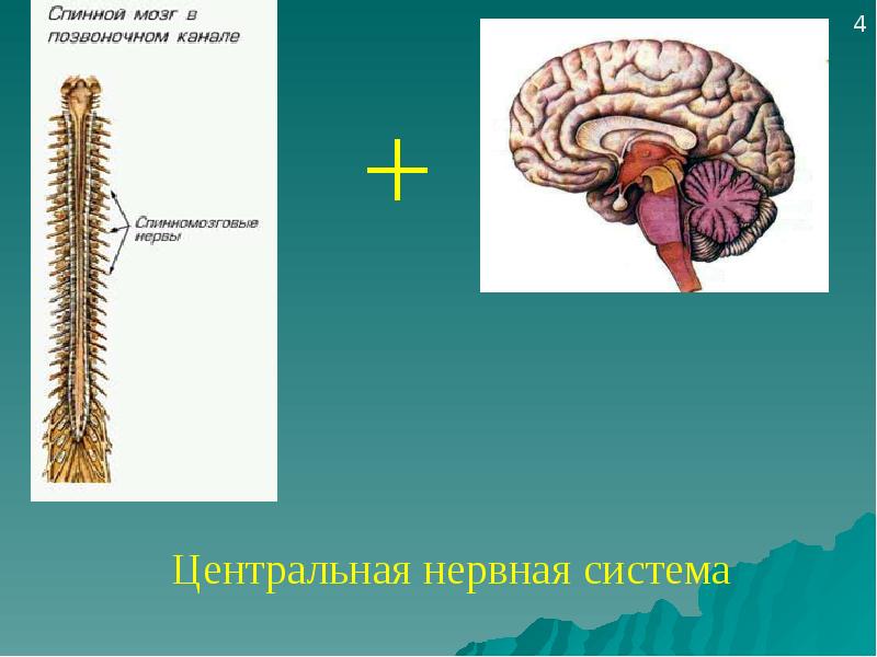 Головной и спинной мозг презентация