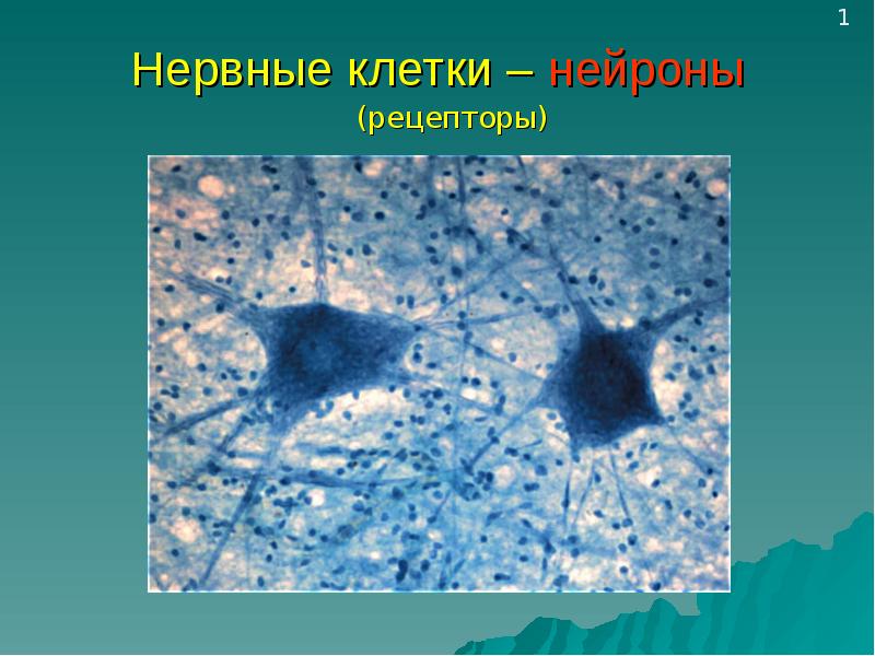 Нейрон клеточный уровень. Нервная клетка для презентации. Рецепторы нервных клеток. Нервная клетка 4 класс. Сообщение об нервной клетке 4 класс.