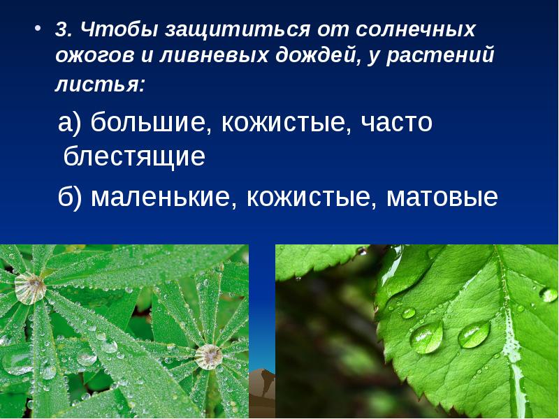 Как защищаются простейшие. От солнечных ожогов для растений. Растение для памяти. Как защититься от ливневого дождя.