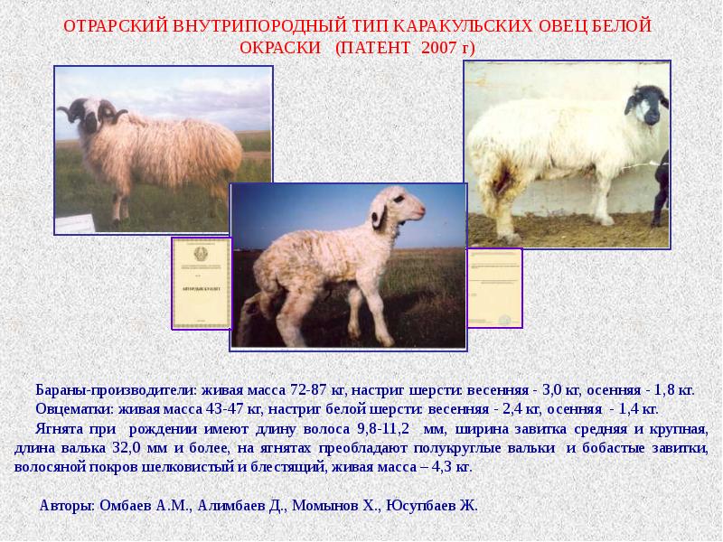 Живой вес овец. Каракульские овцы расцветки. Тип шерсти по породам овец. Окраска шерсти у овец. Настриг шерсти у овец.