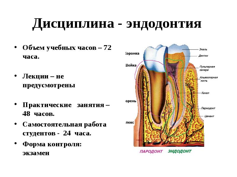 Регенеративная эндодонтия презентация