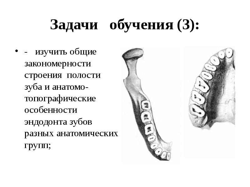 Особенности строения полости. Анатомо-топографическое строение полости зубов. Анатомо-топографические особенности полости зуба. Анатомо топографическое строение зуба. Анатомо топографические особенности зубов.