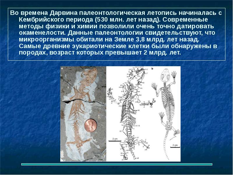 Презентация на тему палеонтология