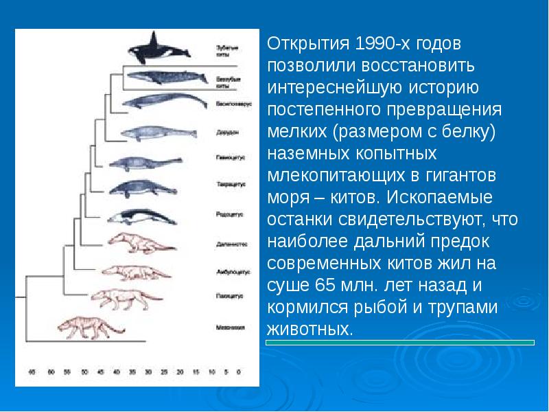 Эволюция дельфинов в картинках