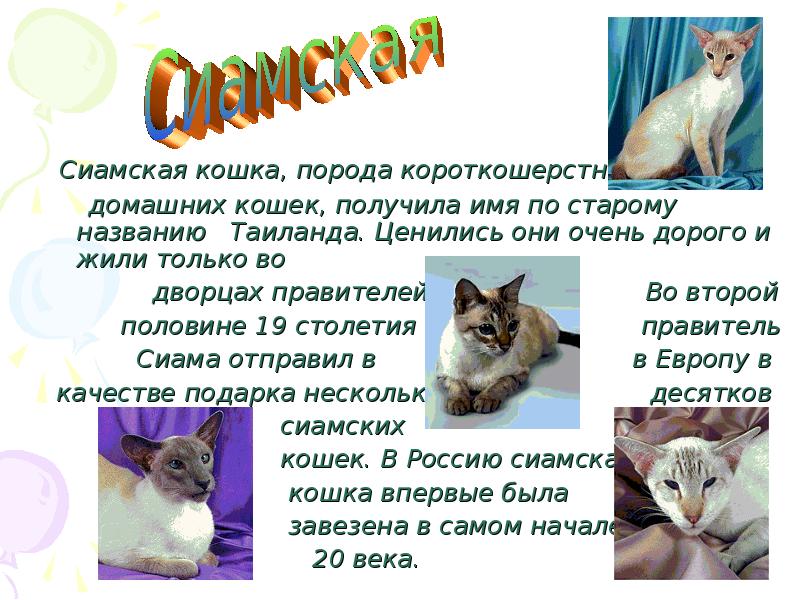 Сиамская кошка презентация