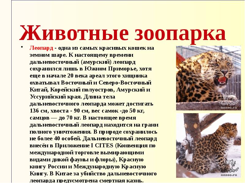 Текст про зоопарк 4 класс. Доклад про леопарда. Доклад про леопардов. Сообщение про животное зоопарка. Леопард краткое сообщение.