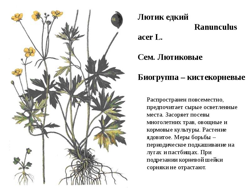 Ранункулюс схема посадки