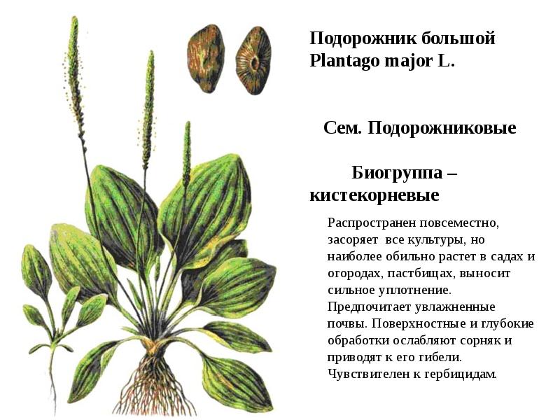 Подорожник схема строения