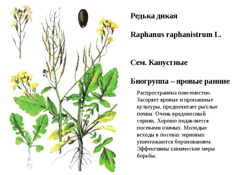 Редька дикая фото и описание