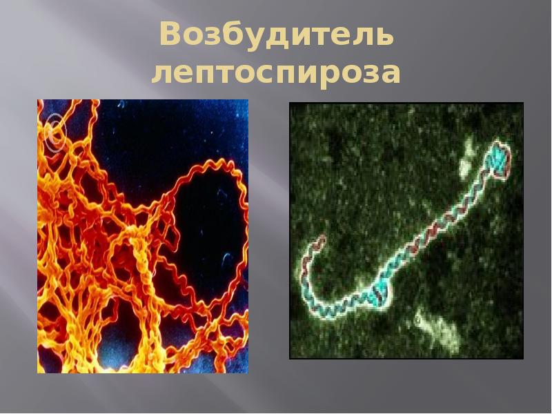 Лептоспироз животных презентация