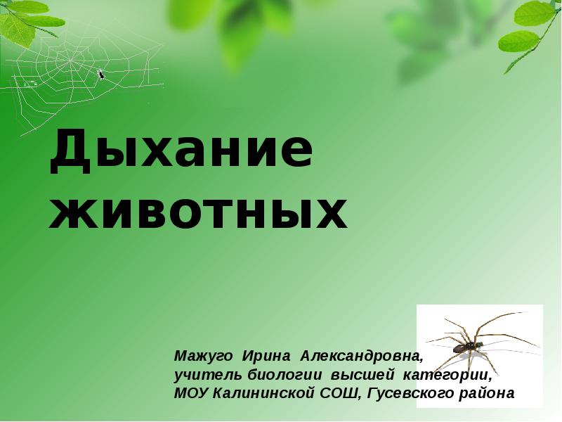 Дыхание животных 3 класс. Дыхание животных презентация. Проект на тему дыхание животных. Дыхание животных 6 класс биология.