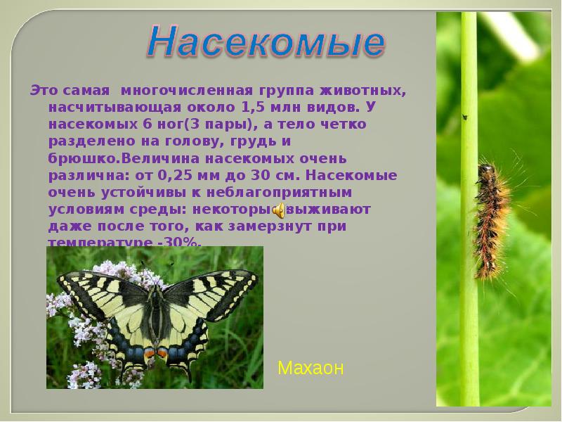 Насекомые 3 класс окружающий мир. Насекомые Луга презентация. Доклад о насекомых. Сообщение о насекомых Луга. Обитатели Луга насекомые.