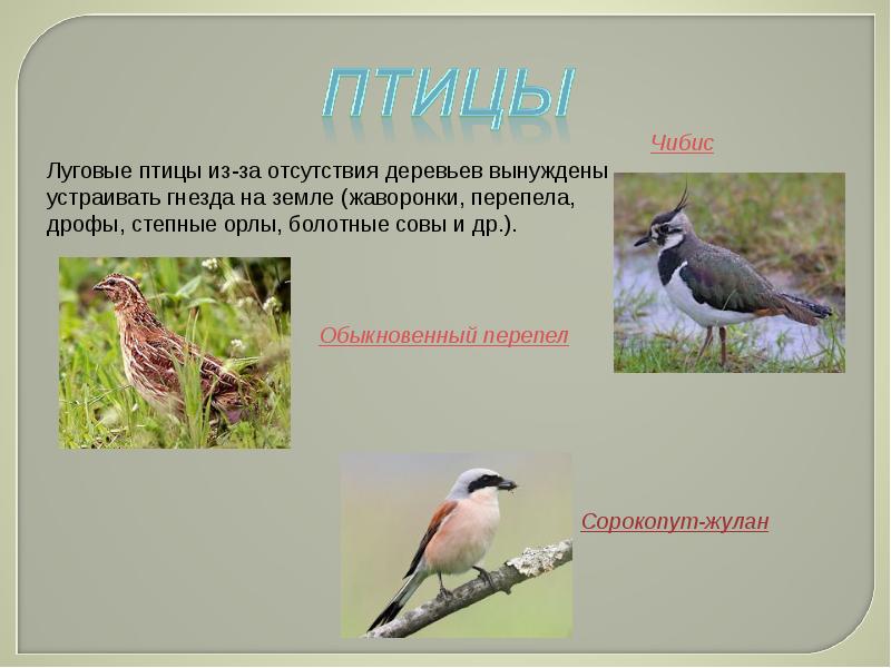 Птицы обитающие на лугу фото и названия
