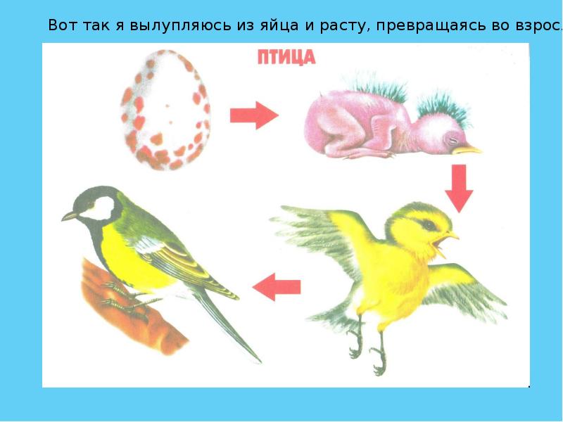 Картинки как размножаются птицы