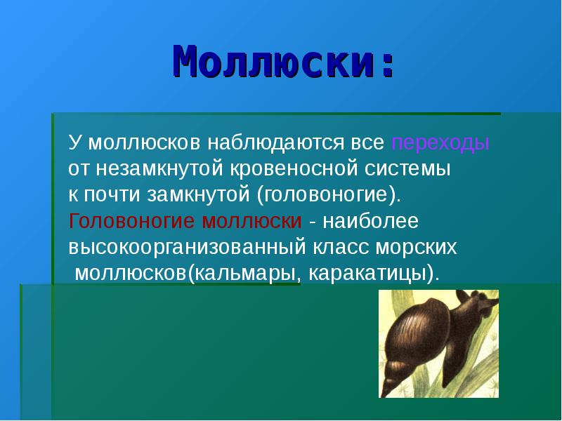 У моллюсков отсутствует. Гемолимфа моллюсков. Доклад по биологии на тему волос. Сообщение по биологии по теме Козлов. Кто относится к высокоорганизованным из моллюсков.