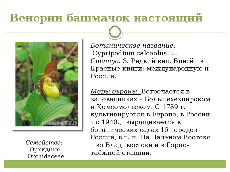 Растения красной книги хабаровского края фото и названия
