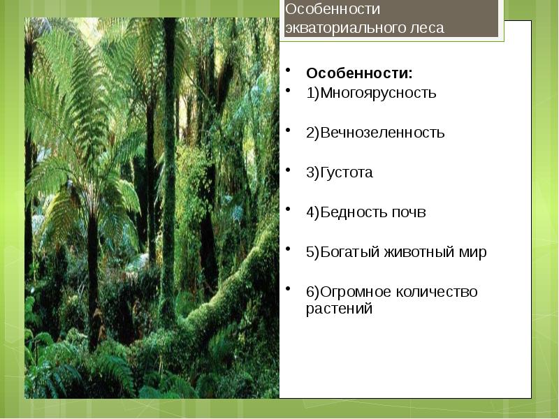 План характеристики природной зоны влажные экваториальные леса