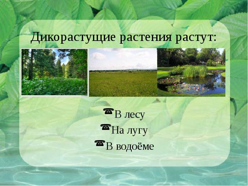 Презентация природные сообщества лес луг водоем