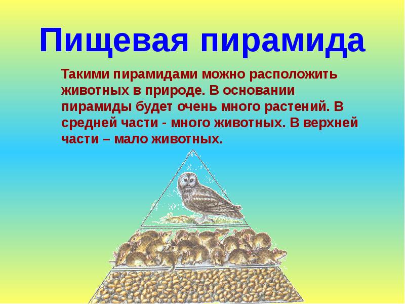 Пирамида сети. Пищевая пирамида в природе. Пищевая пирамида животных. Экологическая пирамида питания. Пищевая цепочка пирамида.