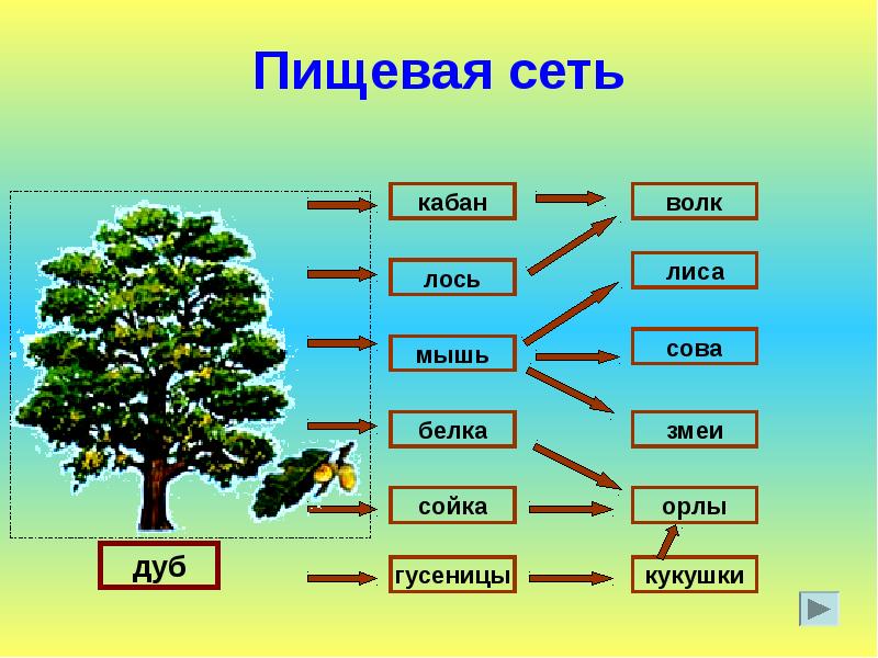 Рисунок пищевой цепи на примере елового леса