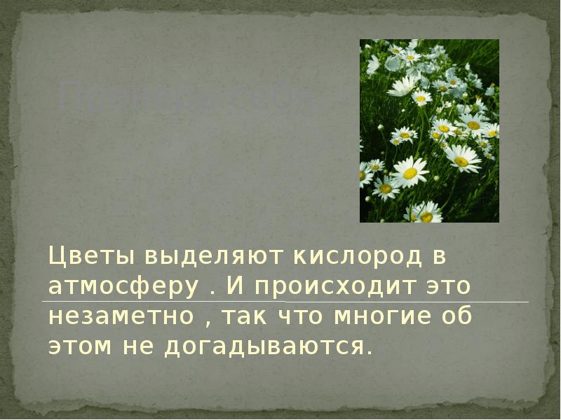 Невидимые растения. Цветок выделяющий кислород. Цветы которые выделяют кислород. Цветы которые выделяют много кислорода. Растение которое выделяет больше всего кислорода.