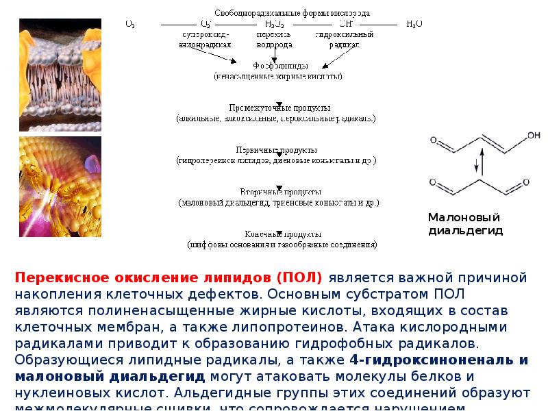 Окисление липидов и углеводов. Перекисное окисление липидов малоновый диальдегид. Перекисное окисление липидов мембран. Пероксидное окисление липидов мембран клеток. Первичные и вторичные продукты окисления липидов.