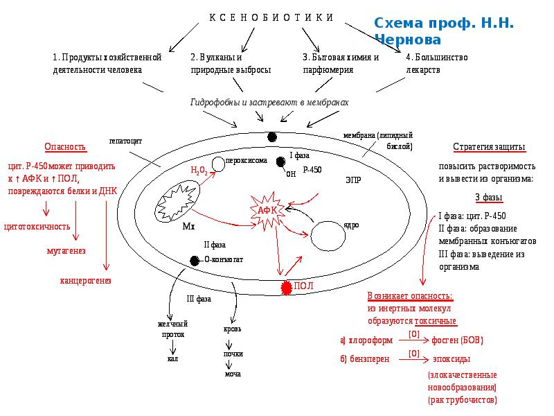 Связь обмен. Схема Prof. Активация ВЖК В клетках. Пол АФК схема. Схема для профагиб.