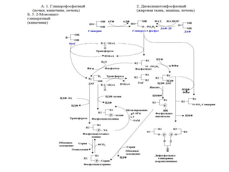 Взаимосвязь обмена липидов и углеводов схема превращения глюкозы в жиры