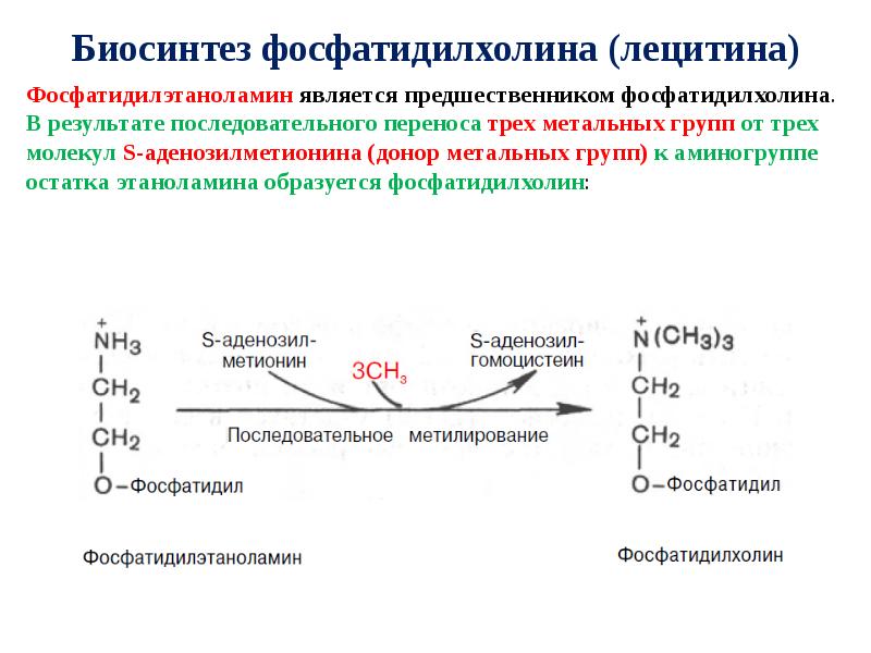 Приведите схему реакции превращения фосфатидилэтаноламина в фосфатидилхолин