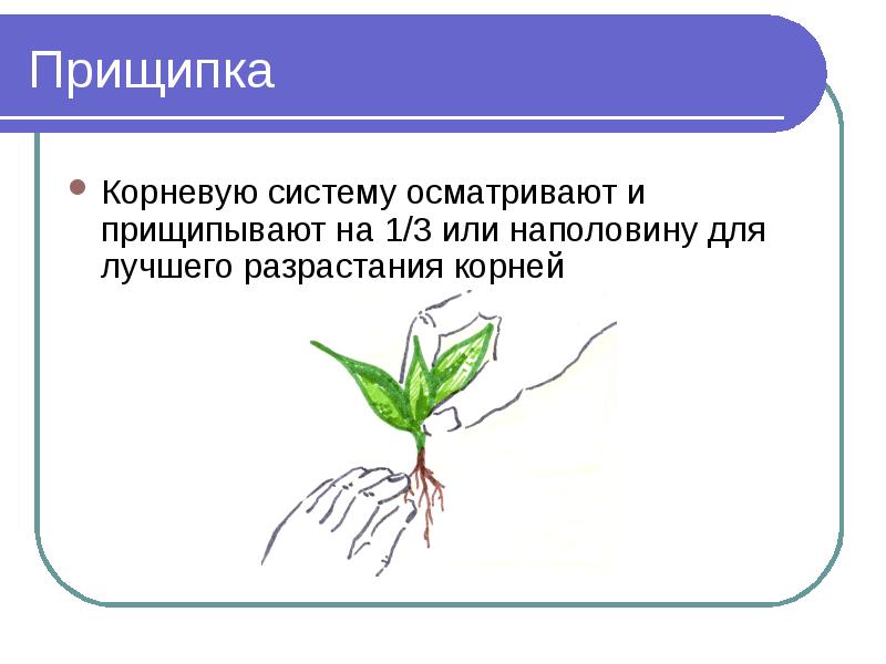 прищипка растений это