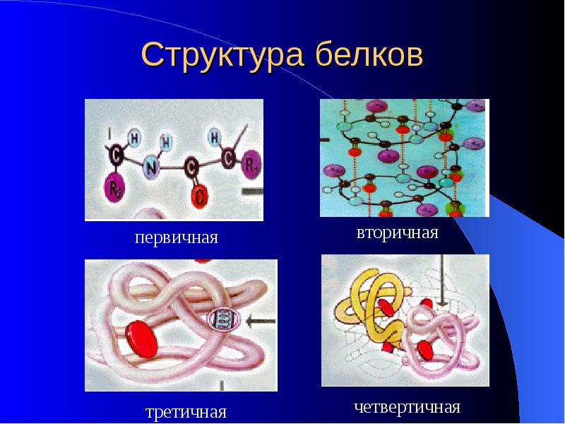 Первичная структура белка картинка