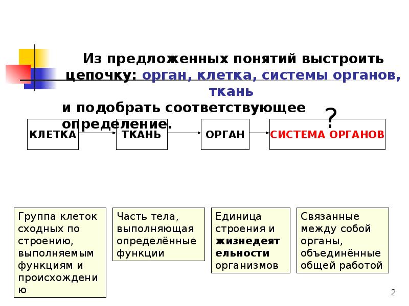 Орган орган цепочка цепочка. Клетка ткань орган система цепочка. Группа клеток + …?……. Ткань цепочка. Выстроенная цепочка. Цепочки органов человека по системам.