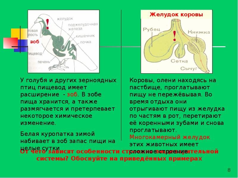 Зоб у птицы картинка