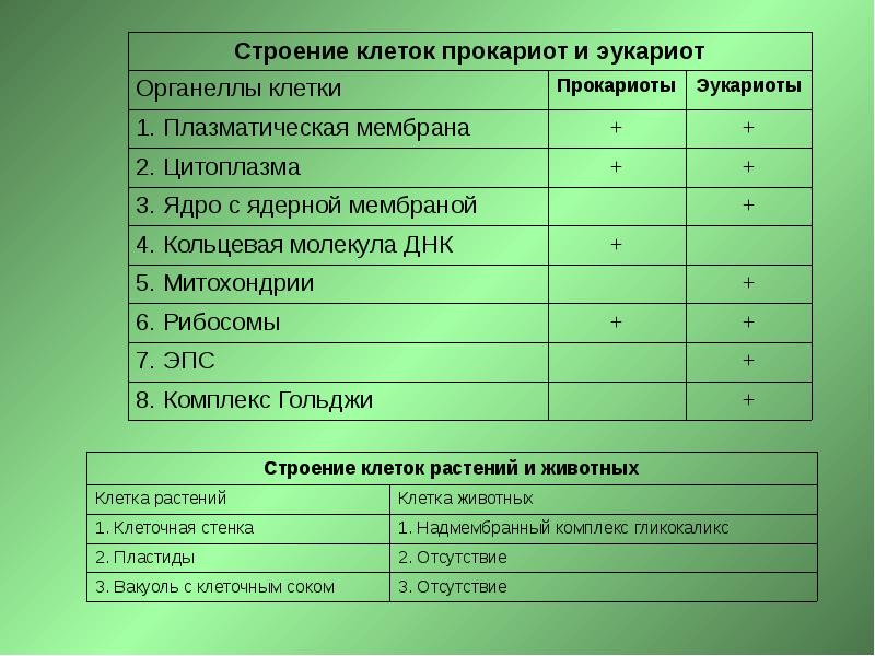 Общий план строения прокариотической и эукариотической клетки