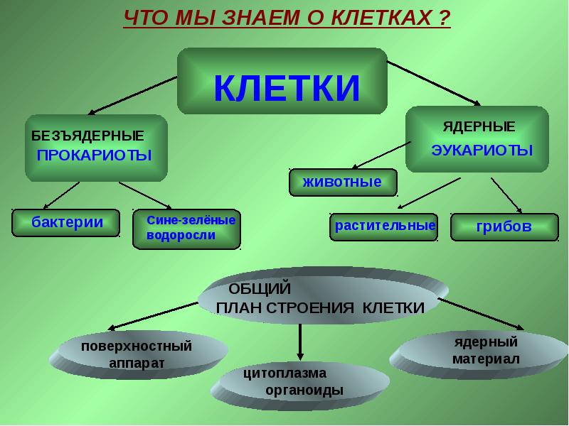 План строения простейших соответствует общим чертам организации ядерной