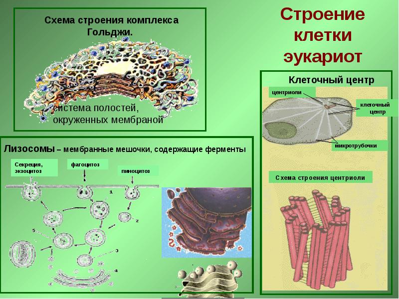 На рисунке изображена клетка имеющая обособленное ядро и мембранные органоиды