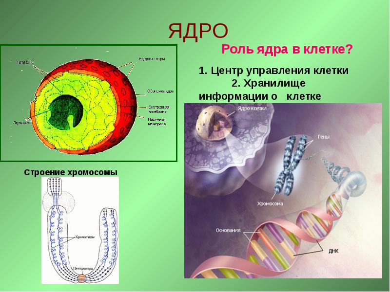 Роль в жизни клетки. Роль ядра в клетке. Строение ядра клетки. Роль ядра в жизнедеятельности клетки. Строение и роль ядра в клетке.