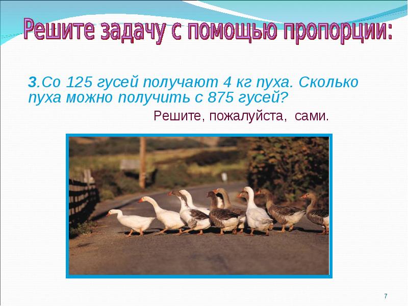 Сколько гусей. Со 125 гусей получают 4 кг. Сколько граммов пуха с 1 гуся. Вес пуха с 1 гуся. Сколько кг пуха из одного гуся.