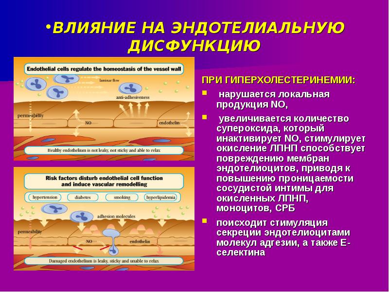 Эндотелиальная дисфункция презентация