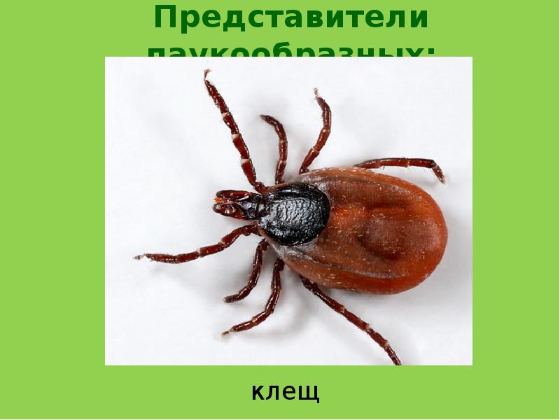 Клещ детская картинка