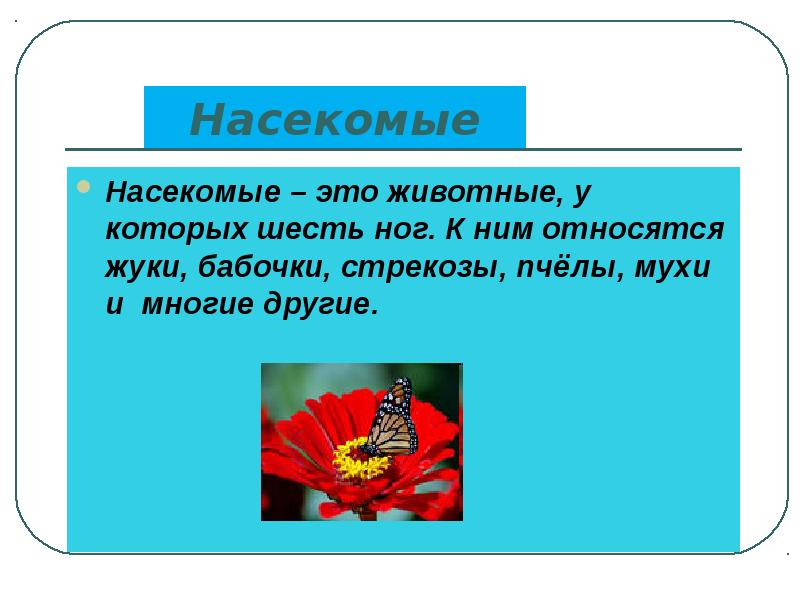 Проект о насекомых 3 класс