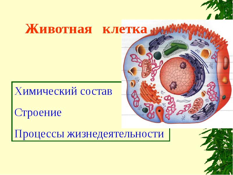 Животная клетка презентация