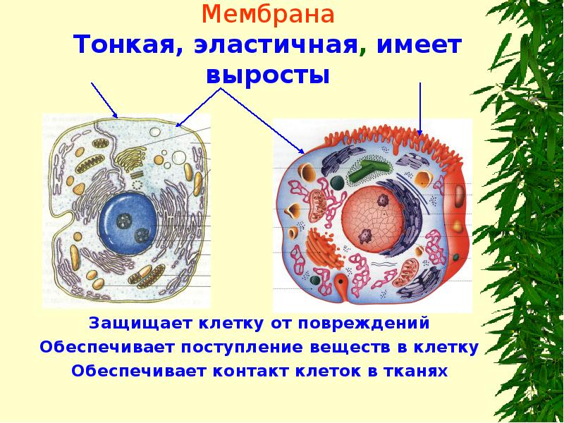 Оболочка защищает. Поступление веществ в клетку обеспечивает. Что защищает клетку от повреждений. Оболочка защищает клетку?. Мембрана защищает клетку от.