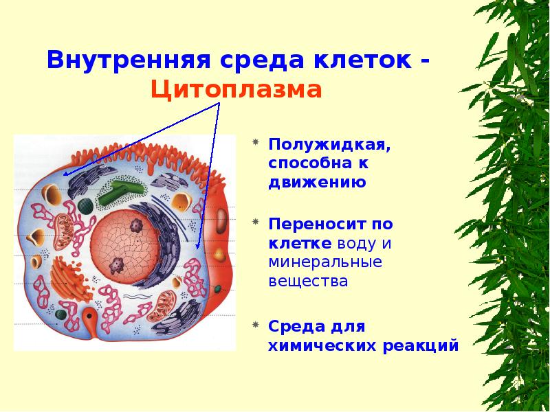 Внутренняя среда клеток - Цитоплазма
Полужидкая, способна к движению Внутренняя среда клеток - Цитоплазма
Полужидкая, способна к движению
